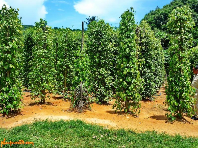 Danang - Phu Quoc 8D7N Danang - Phu Quoc 8D7N